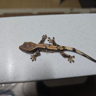 세이블