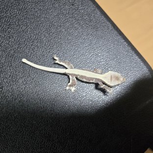 릴잔틱