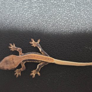 릴리100%헷아잔틱