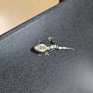 동배