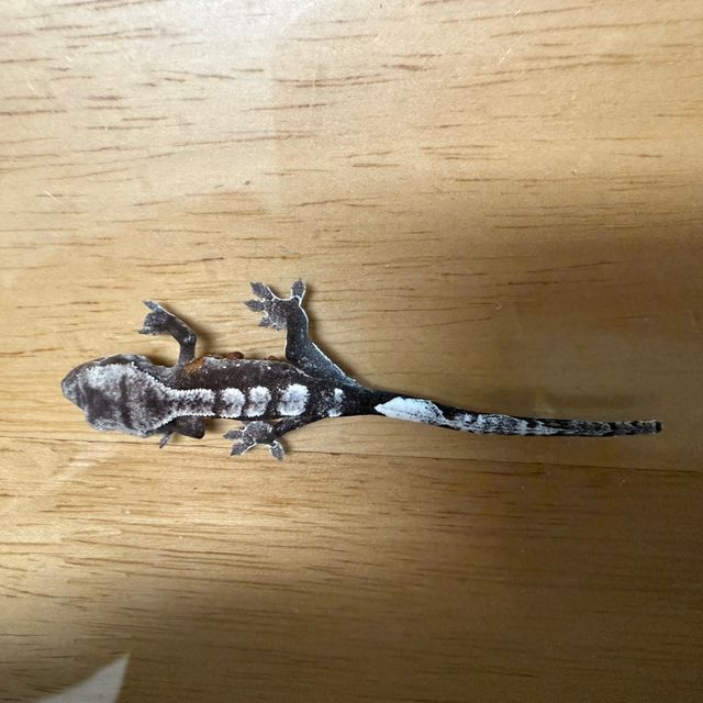 아잔틱