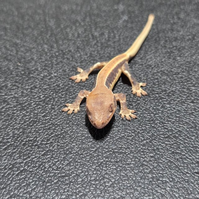 릴리100%헷아잔틱