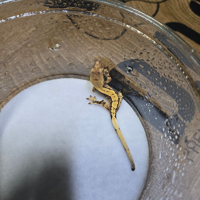 노멀 트라이 화이트포트홀 할리퀸