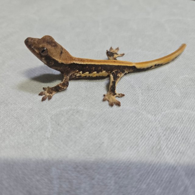 100%헷아잔틱 솔리드백 릴리화이트