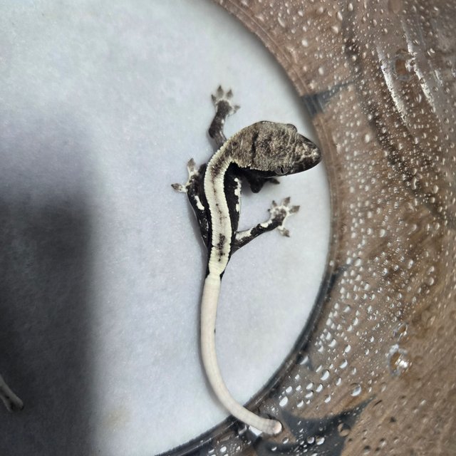 릴잔틱 풀핀 엠티백