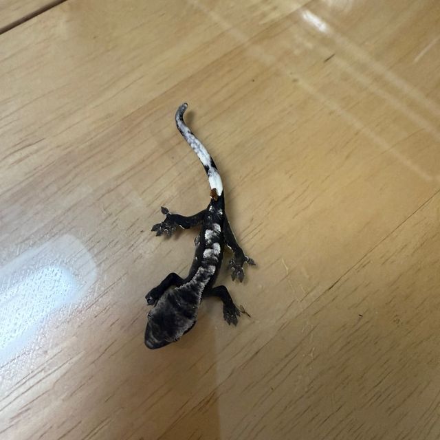 아잔틱