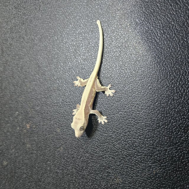 릴잔틱 슈퍼스트라이프