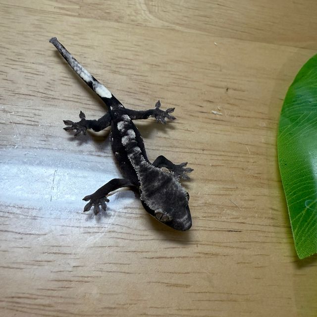아잔틱