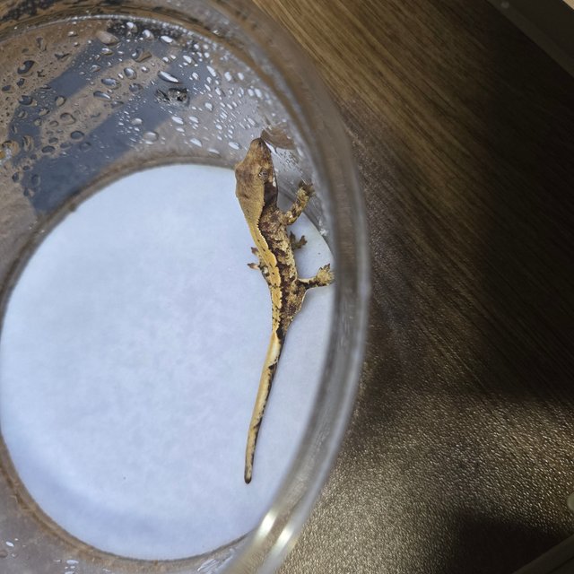 노멀 트라이 화이트포트홀 할리퀸