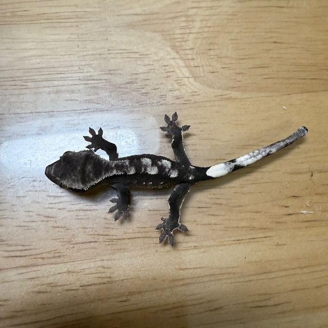아잔틱