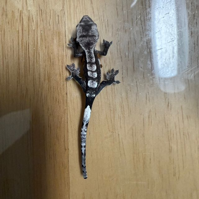 아잔틱