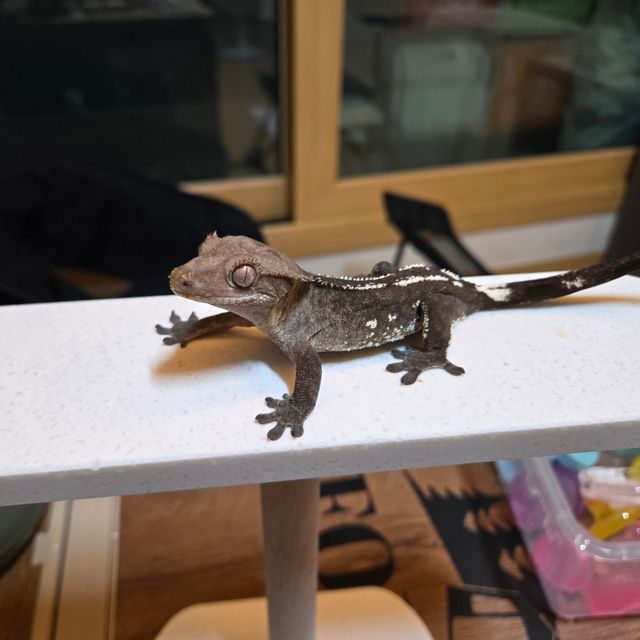 아잔틱