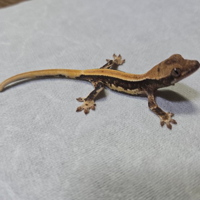 100%헷아잔틱 솔리드백 릴리화이트