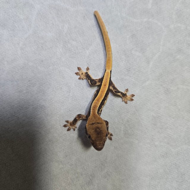 100%헷아잔틱 솔리드백 릴리화이트