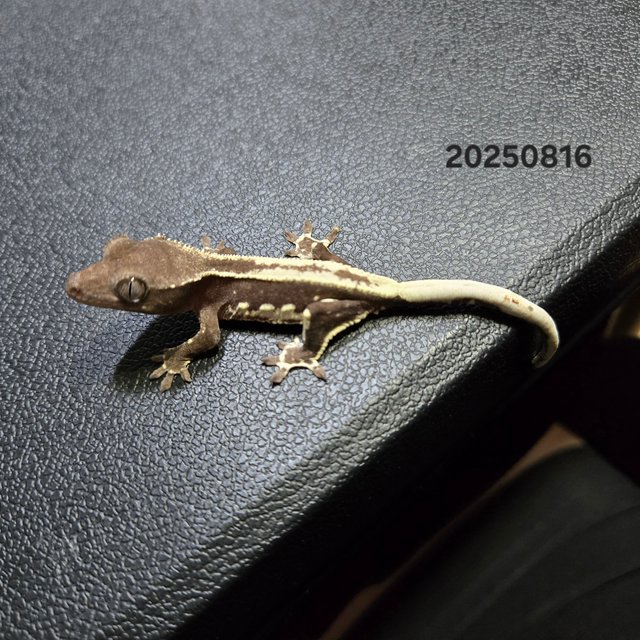 릴잔틱 풀핀 엠티백