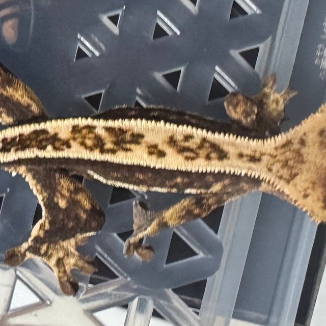 풀핀 쿼드 엠티백