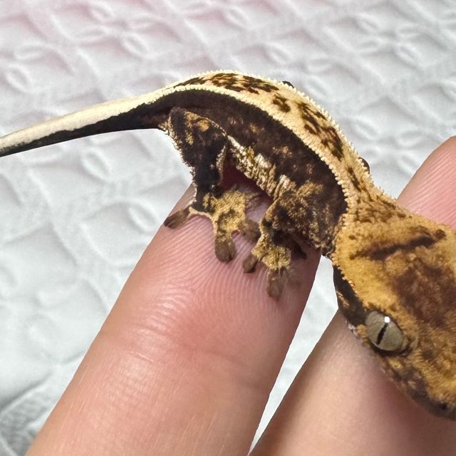 풀핀 쿼드 엠티백