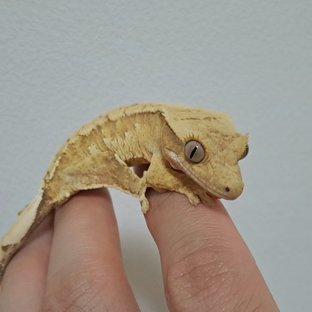 크림시클 크림 옐로우