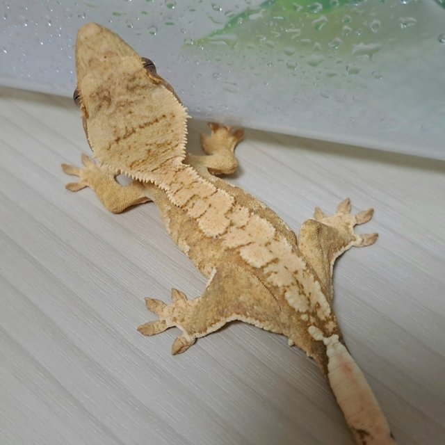 크림시클 크림 옐로우