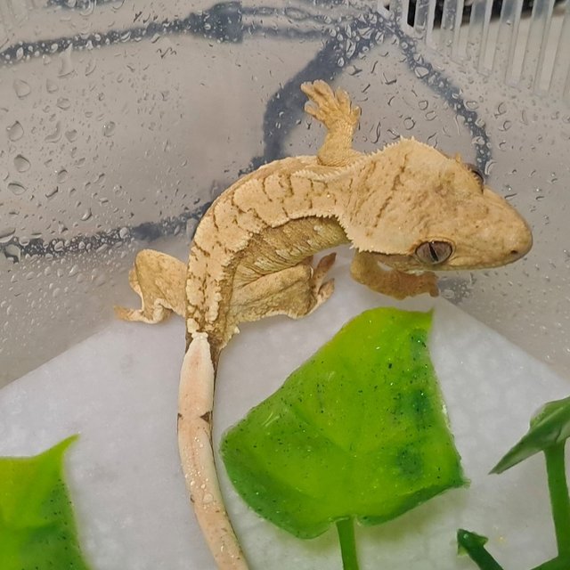 크림시클 크림 옐로우