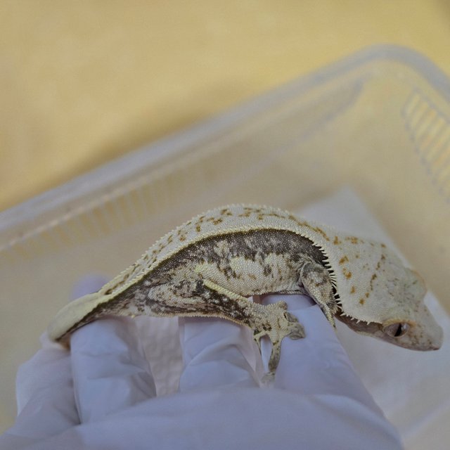 노멀 트라이 풀핀 쿼드