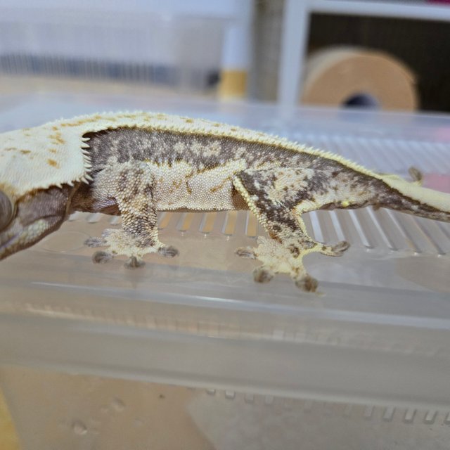 노멀 트라이 풀핀 쿼드