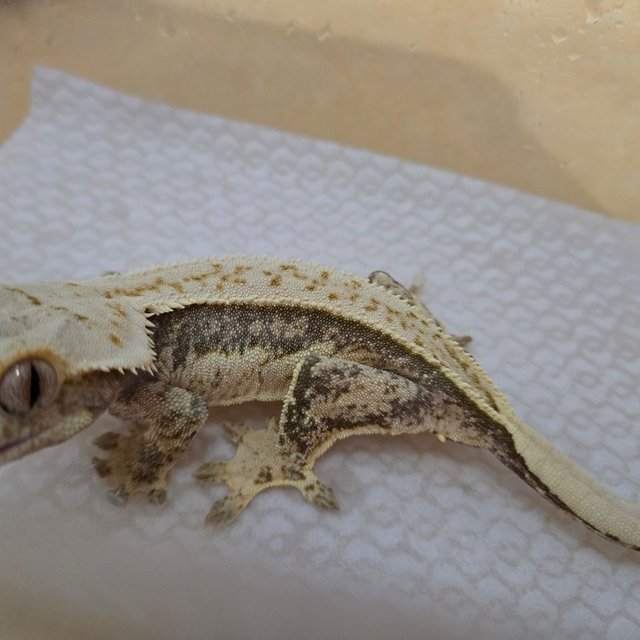 노멀 트라이 풀핀 쿼드