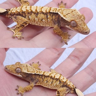 노멀 트라이 익스트림할리퀸