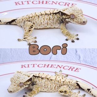 보리