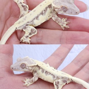 카푸치노 릴리화이트 프라푸치노