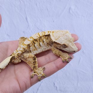 노멀 트라이 익스트림할리퀸