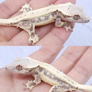 로즈핑크 팬디 2세