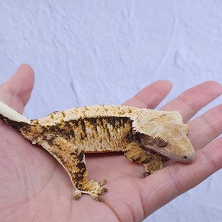 노멀 트라이 익스트림할리퀸