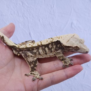 노멀 트라이 익스트림할리퀸