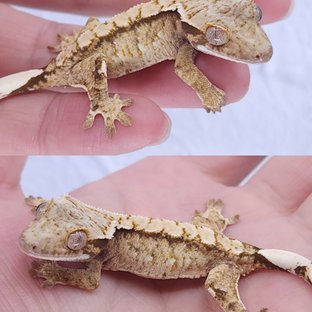 노멀 트라이 화이트스팟