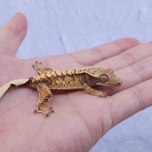 노멀 트라이 익스트림할리퀸