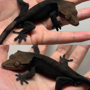 다크 팬텀 블랙 챠콜