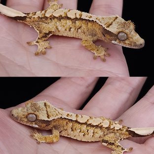 노멀 트라이 화이트스팟