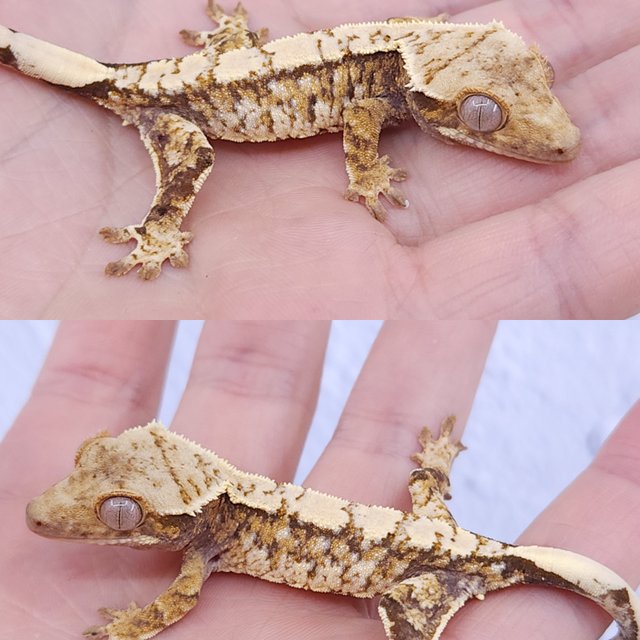 노멀 트라이 화이트스팟