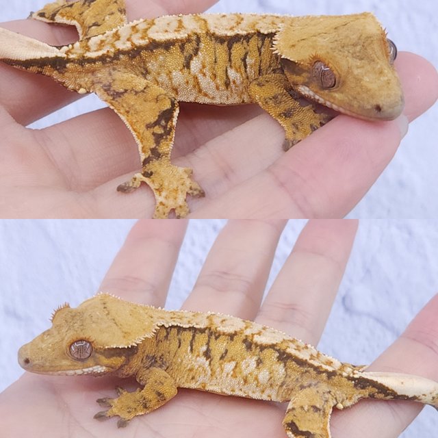 노멀 트라이 익스트림할리퀸