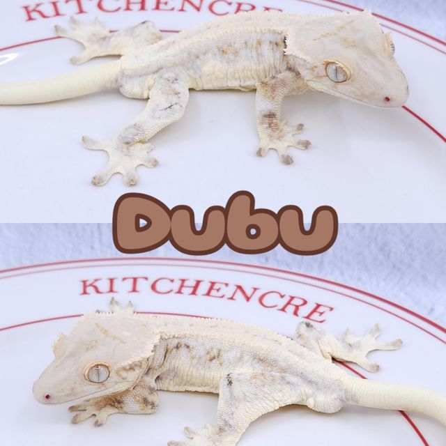 릴리화이트