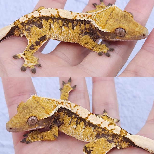 노멀 트라이 익스트림할리퀸