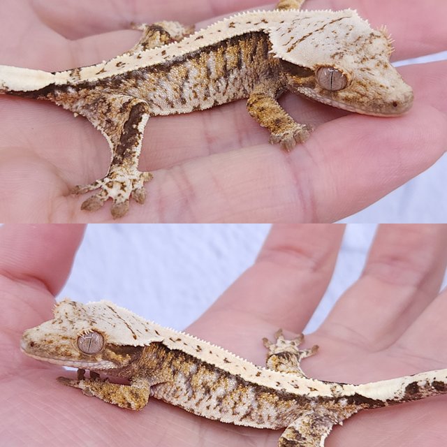 노멀 트라이 화이트스팟