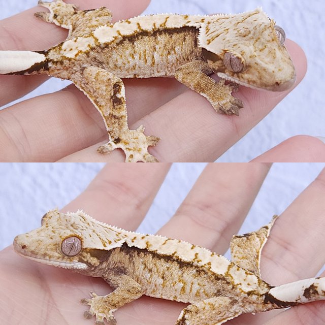 노멀 트라이 화이트스팟