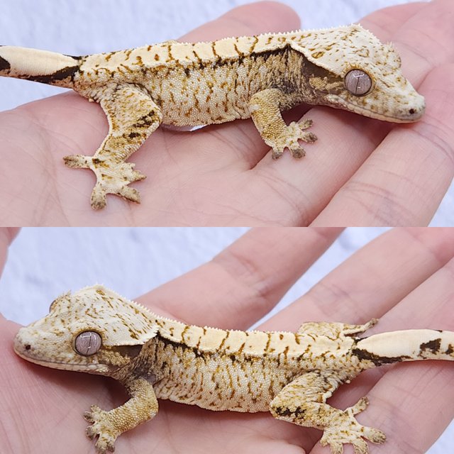 노멀 트라이 화이트스팟