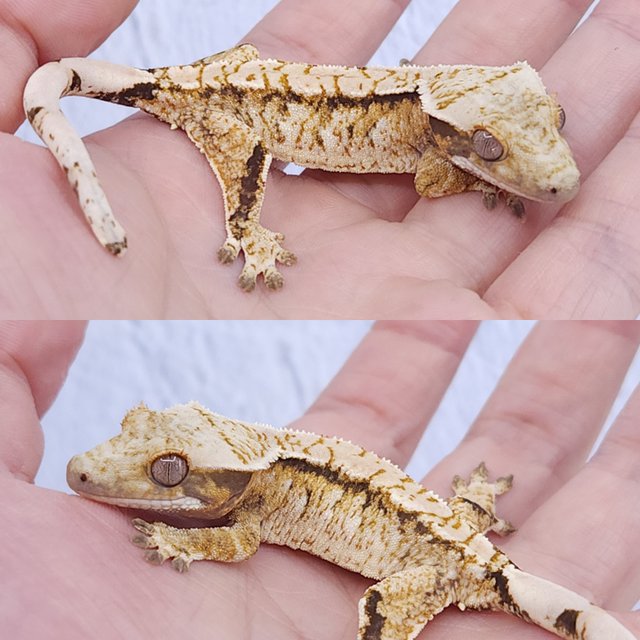 노멀 트라이 익스트림할리퀸 화이트스팟