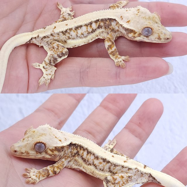 트라이 릴리화이트