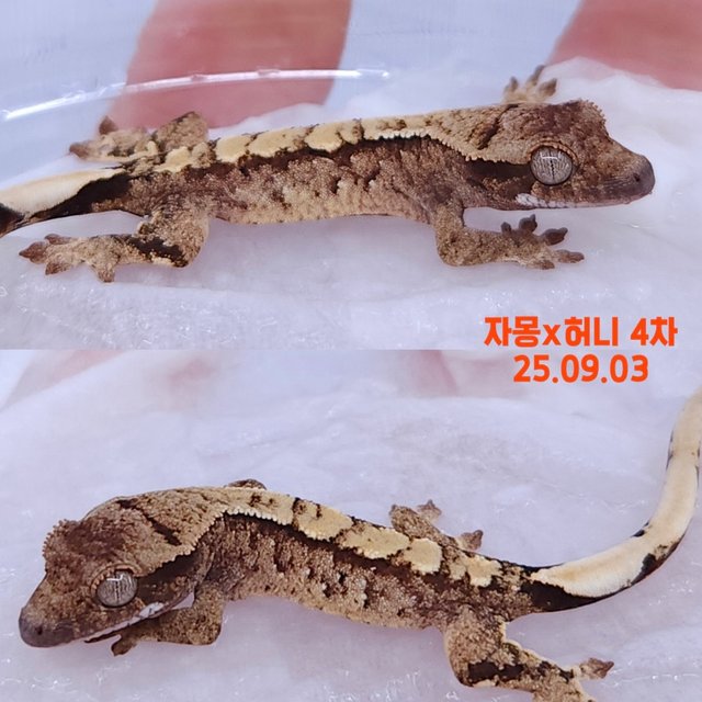 노멀 트라이 화이트스팟