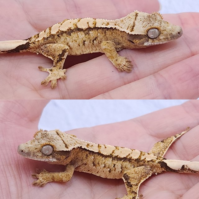 노멀 트라이 화이트스팟