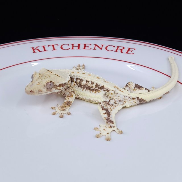 릴리화이트 트라이